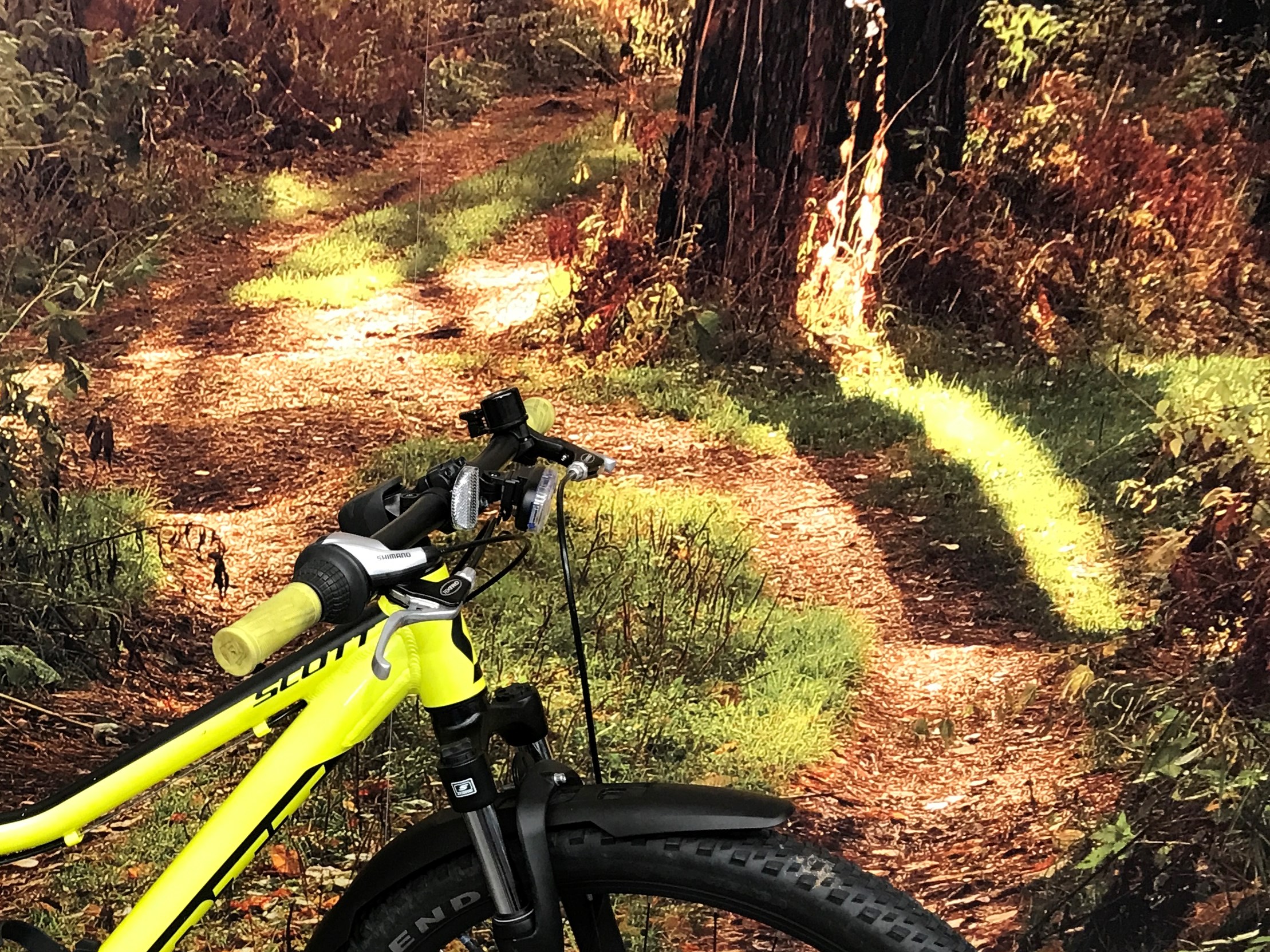 SCOTT Gul Scale 24 disc - One-size